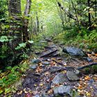 Hike up Camel's Hump, Vermont (5)