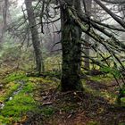 Hike up Camel's Hump, Vermont (8)