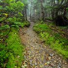 Hike up Camel's Hump, Vermont (9)