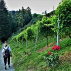 Hiking at Südsteirische Weinstraße