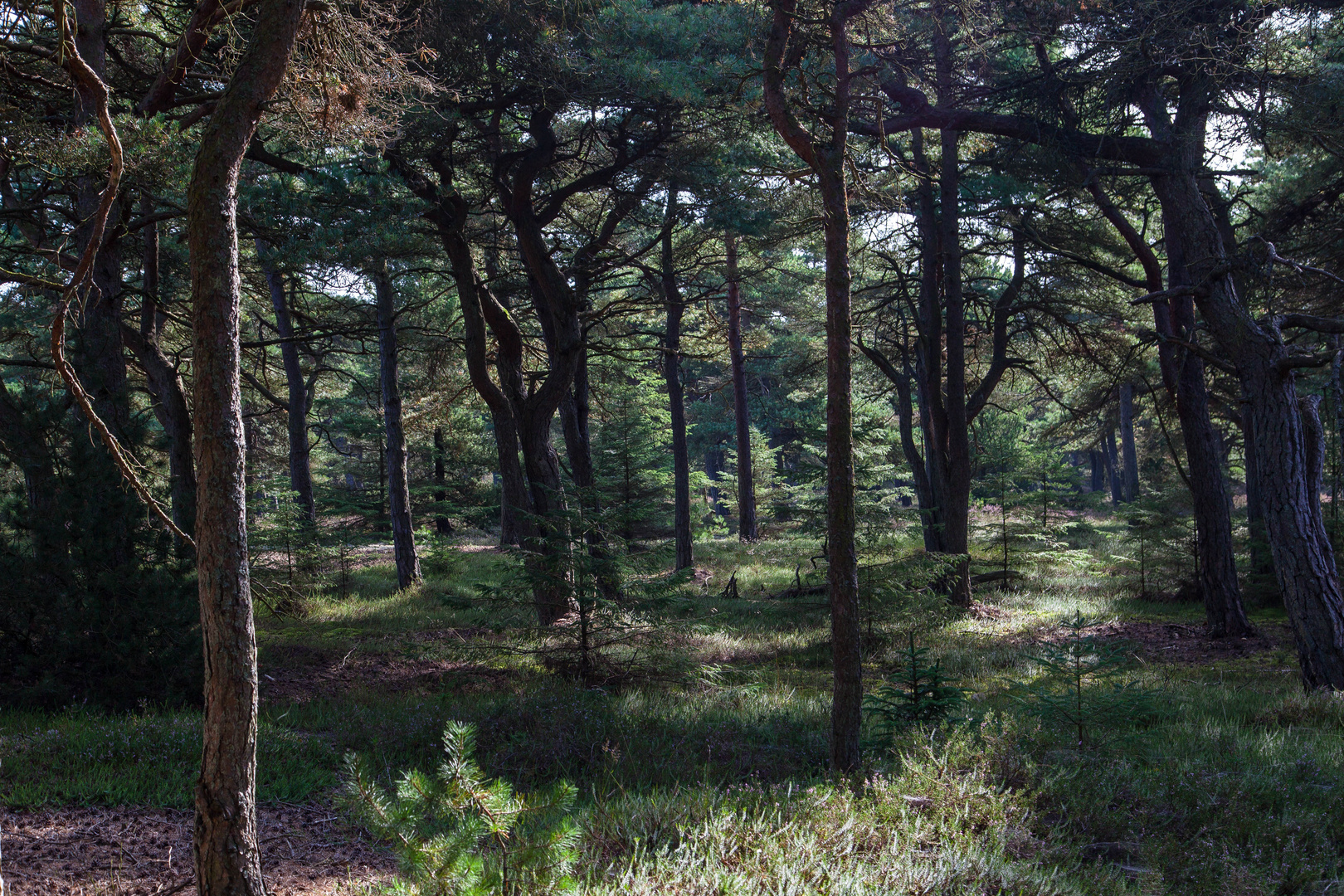 Hiking in the forest