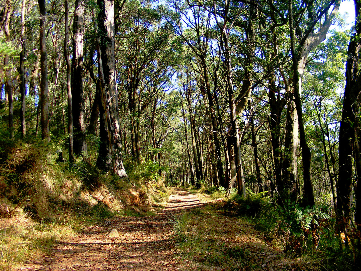 Hiking trail in hot summer