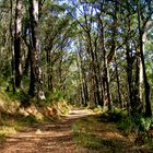 Hiking trail in hot summer