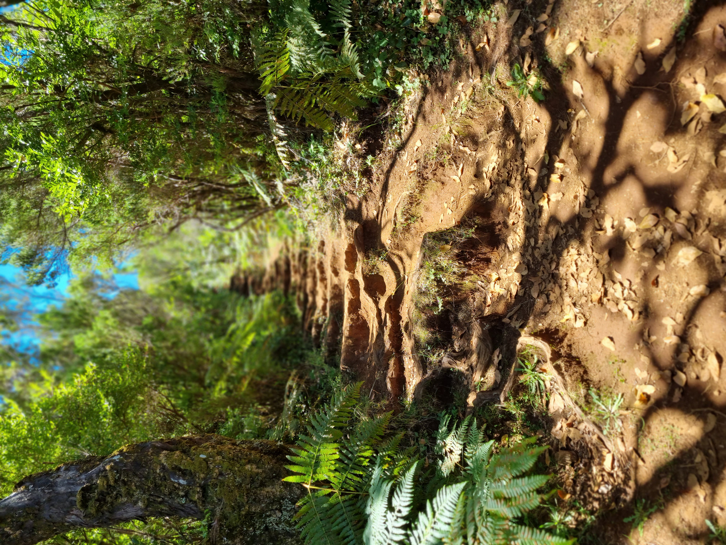 Hiking trail Madeira 