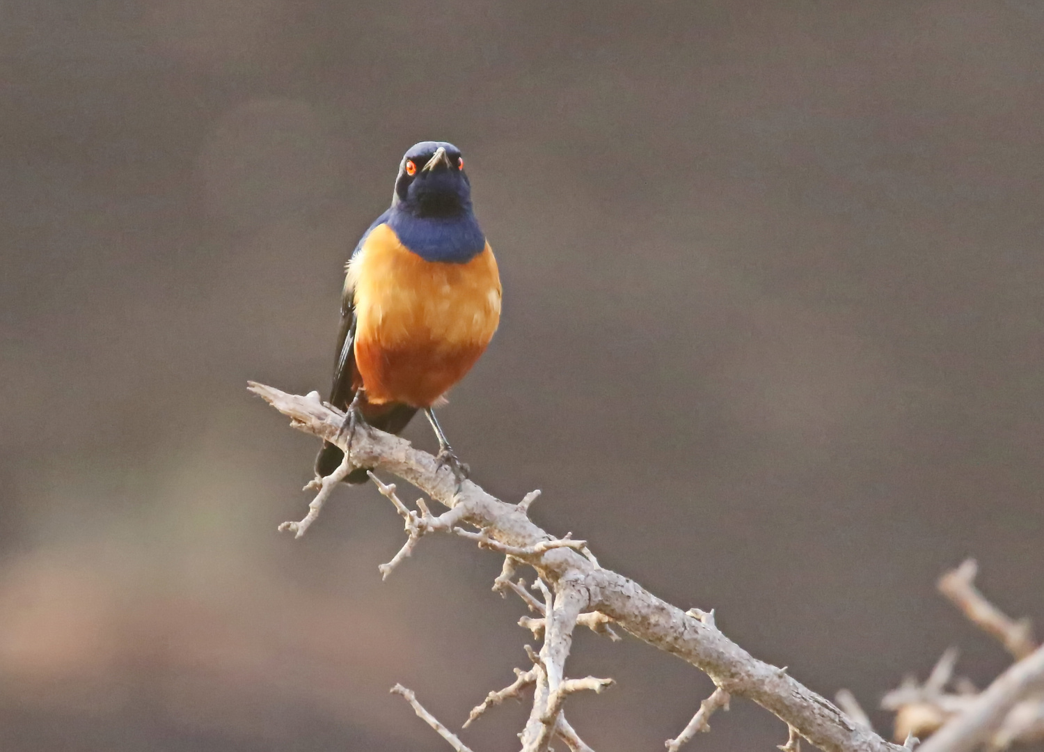 Hildebrandt-Glanzstar (Lamprotornis hildebrandti)