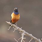 Hildebrandt-Glanzstar (Lamprotornis hildebrandti)