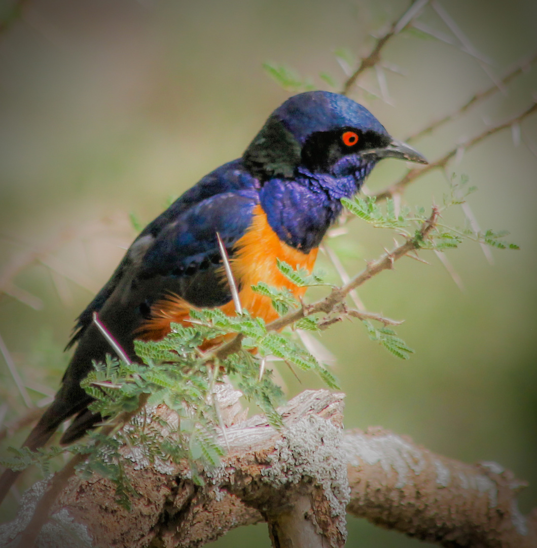 Hildebrandt-Glanzstar (Lamprotornis hildebrandti)