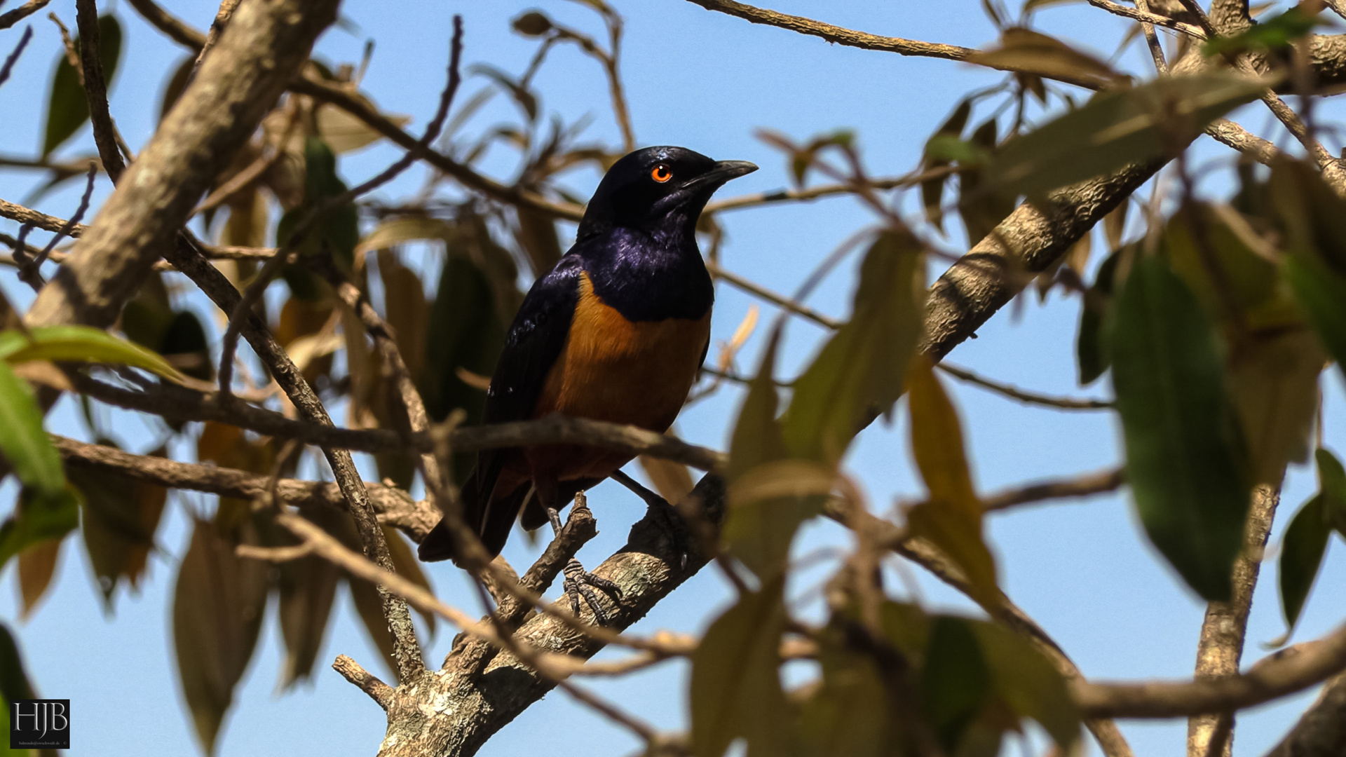 Hildebrandt-Glanzstar (Lamprotornis hildebrandti)