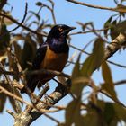 Hildebrandt-Glanzstar (Lamprotornis hildebrandti)