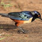 Hildebrandt's Starling