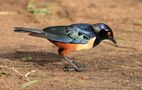 Hildebrandt's Starling by Jürgen Kühnel 