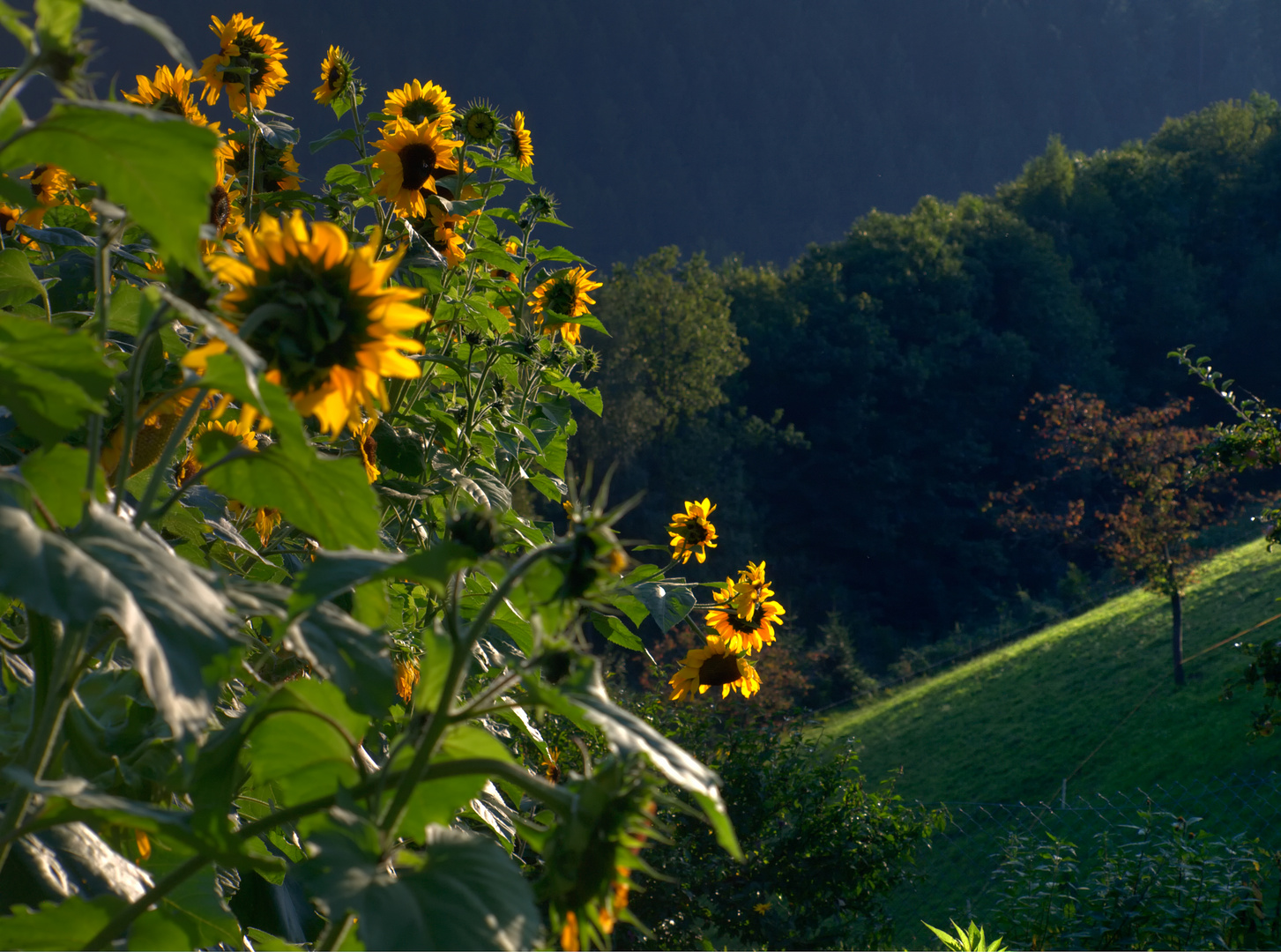 Hildegard's Sonnenblumen II