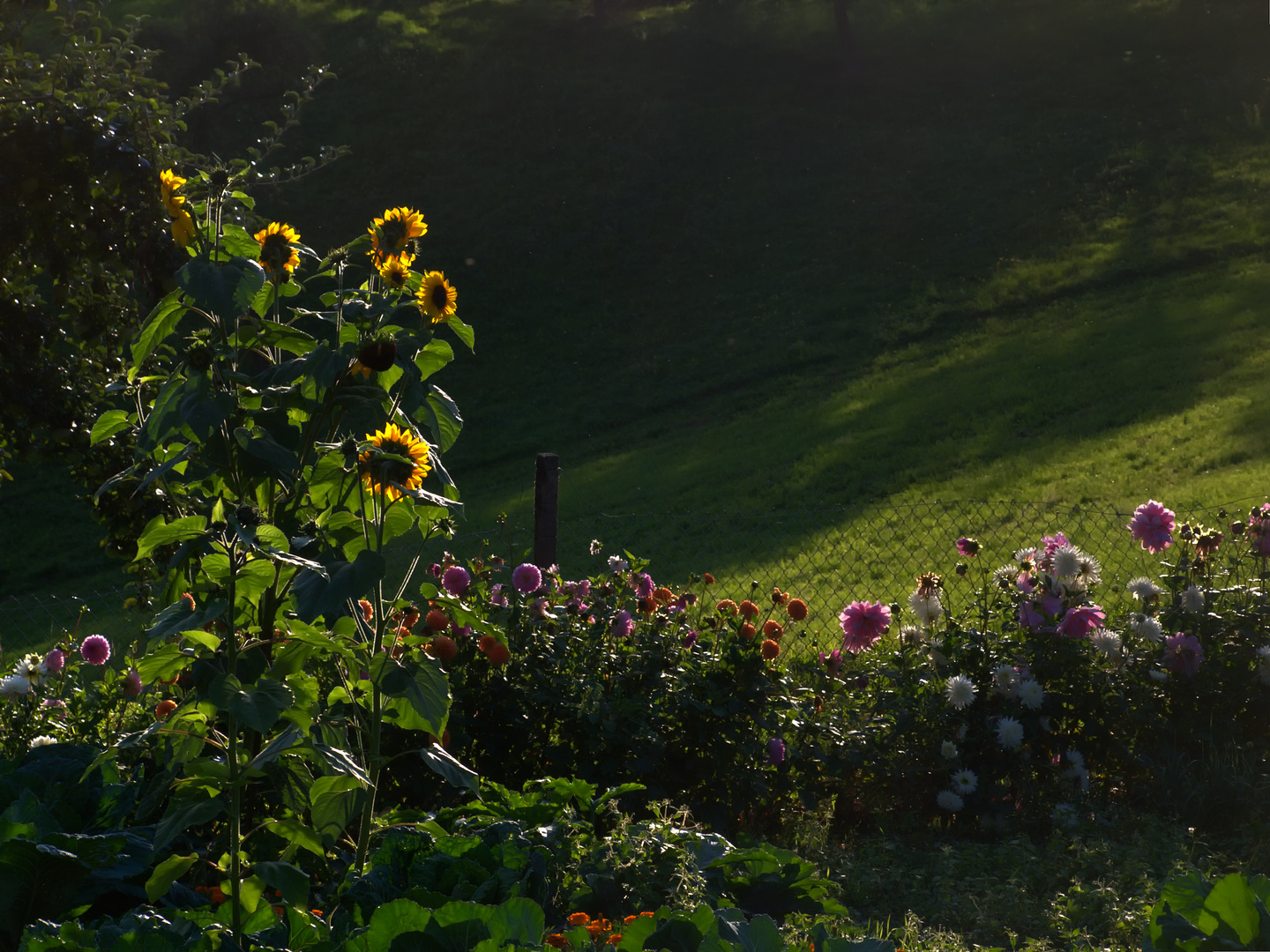 Hildegard's Sonnenblumen III - mitten in ihrem Bauerngarten