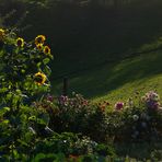 Hildegard's Sonnenblumen III - mitten in ihrem Bauerngarten