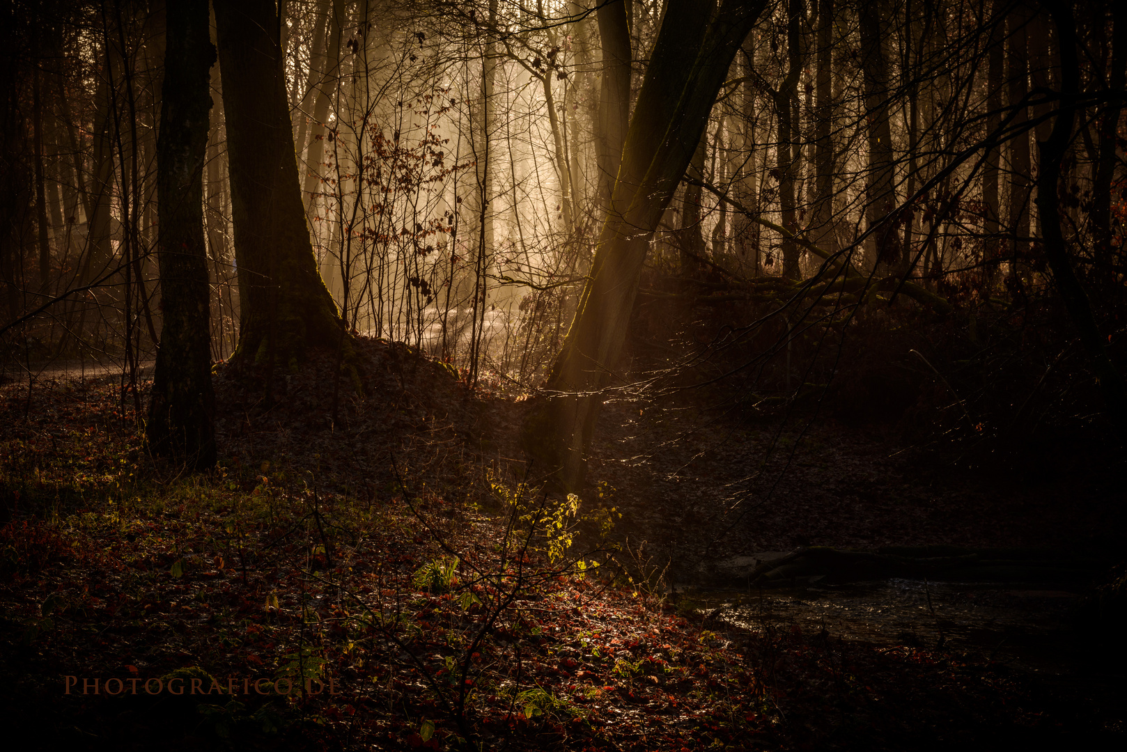 Hildener Wald