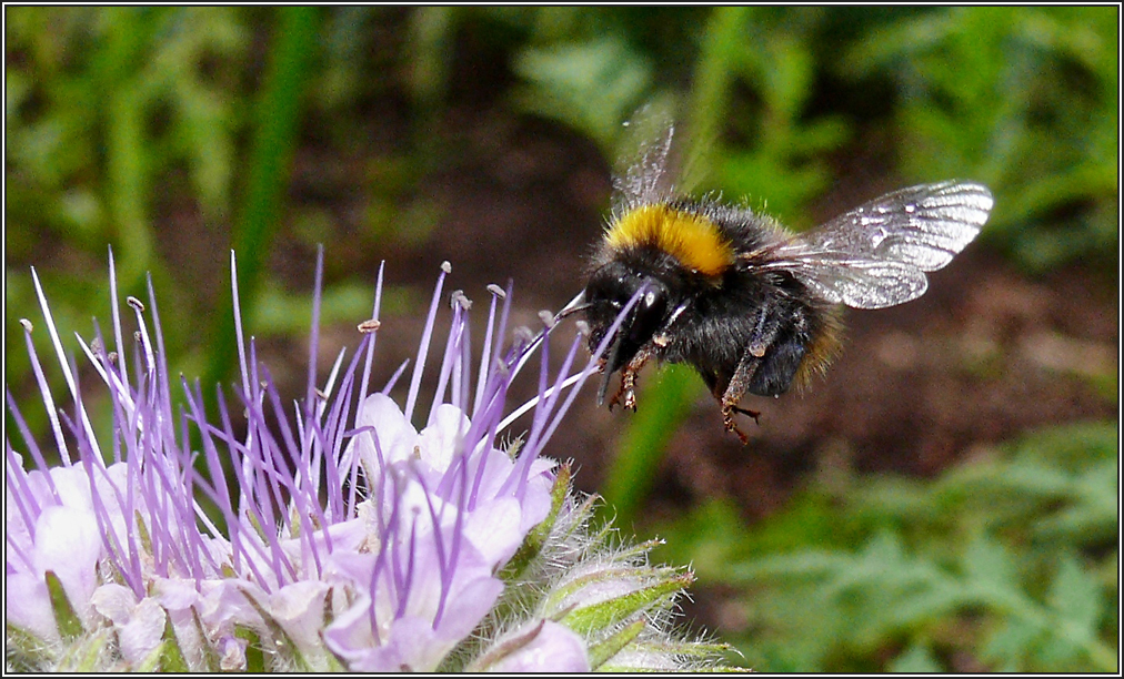 Hilf den Bienen! (2)