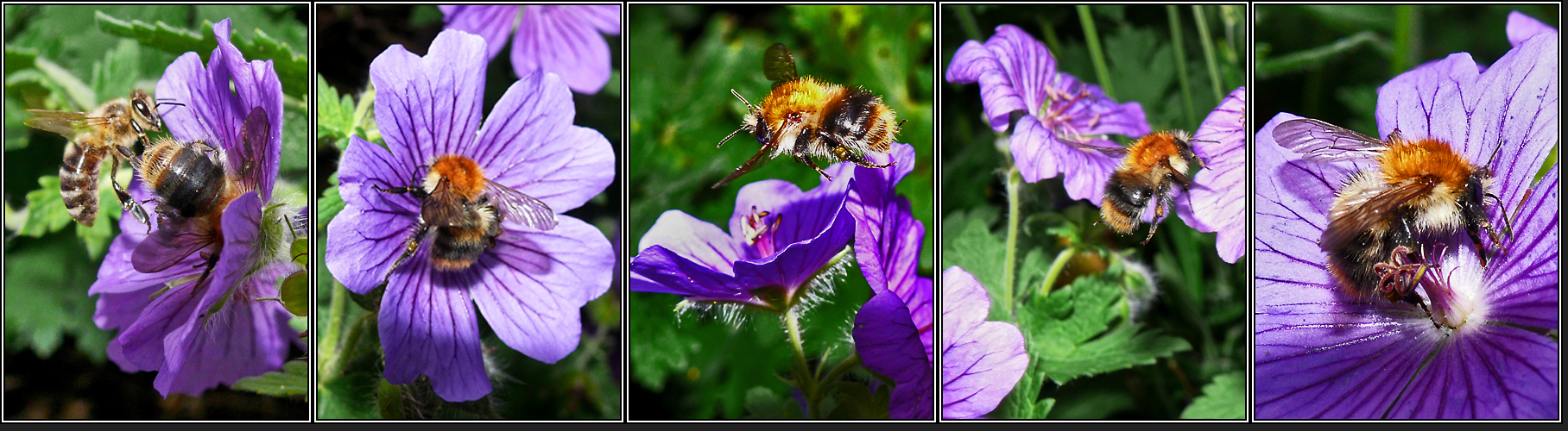 Hilf den Bienen!