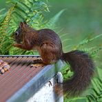 Hilf den Eichhörnchen über den Winter!