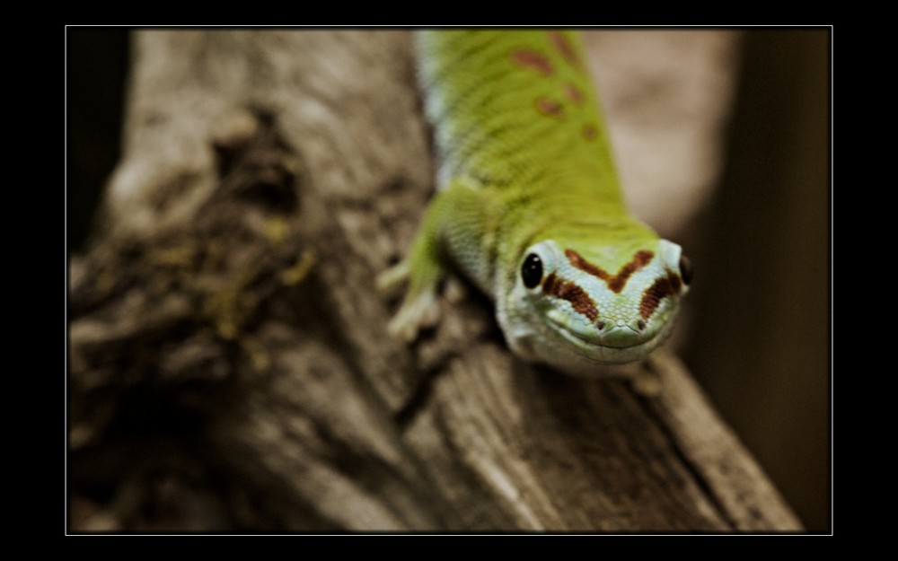 Hilfe, das Reptil wurde gefiltert...