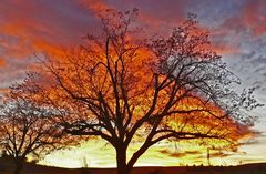 Hilfe!!!  -   Der Baum brennt