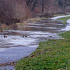 Hilfe, der Rhein kommt...