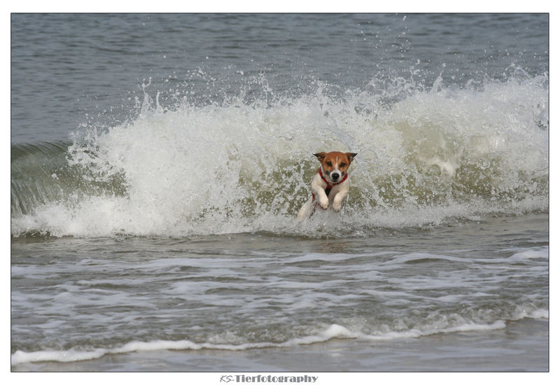 Hilfe, die Welle kommt..!!