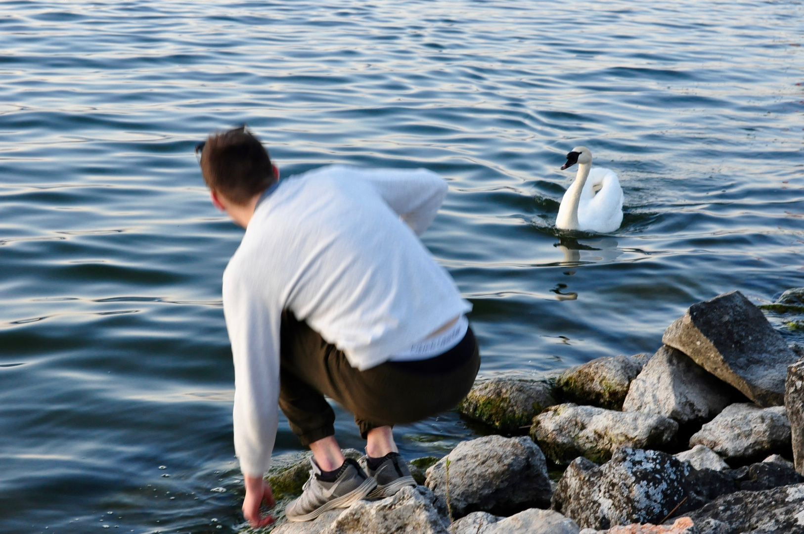 Hilfe, ein Schwan!