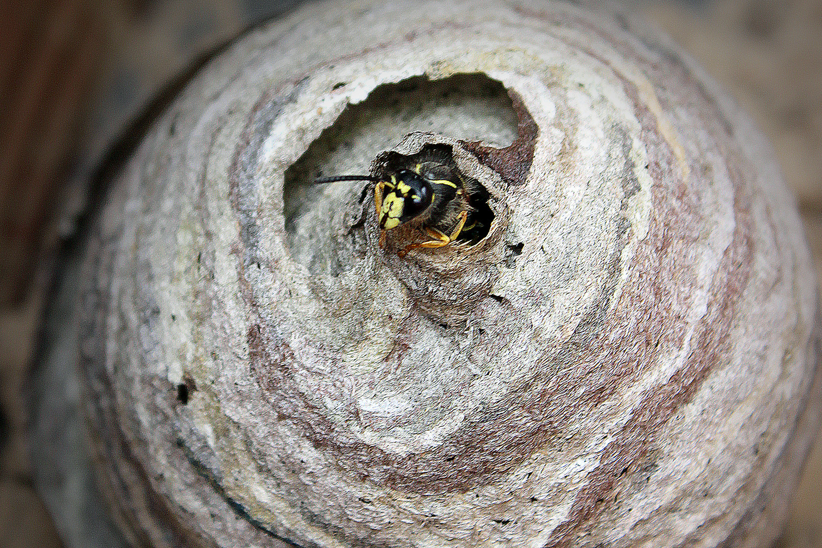 Hilfe Ein Wespennest In Meinem Garten Foto Bild