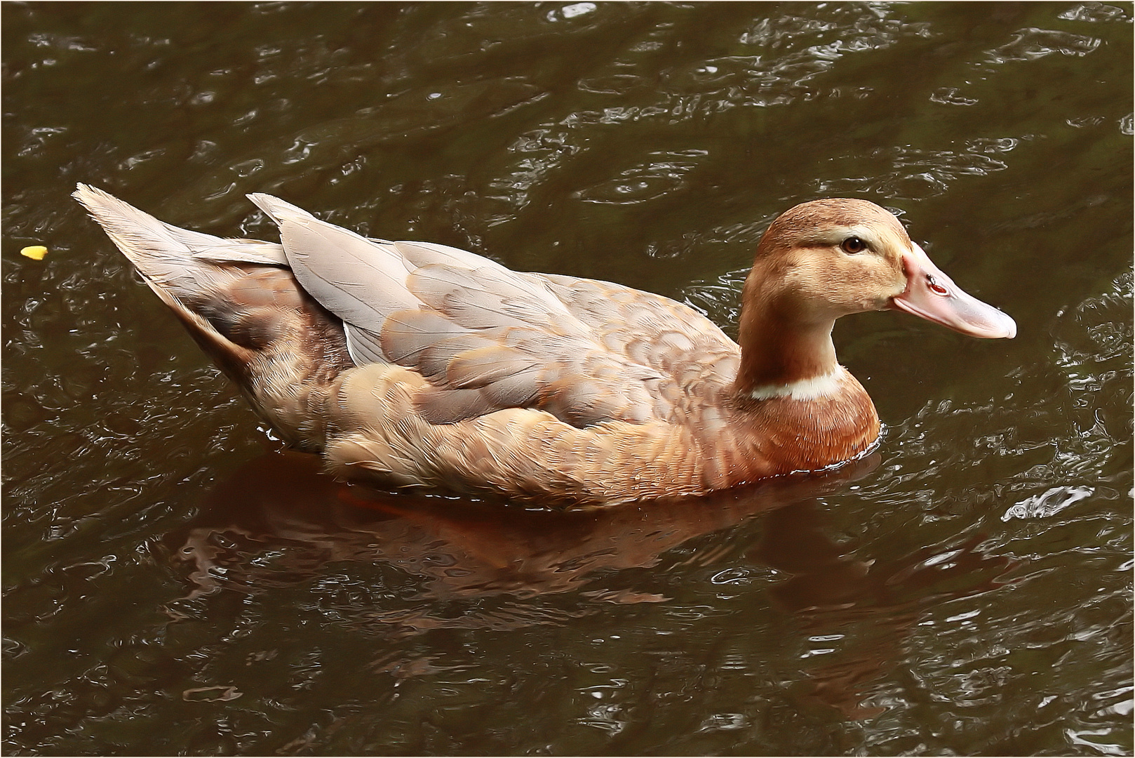 Hilfe!!! Eine Ente - aber was für eine? Hilfe!!!