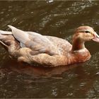 Hilfe!!! Eine Ente - aber was für eine? Hilfe!!!