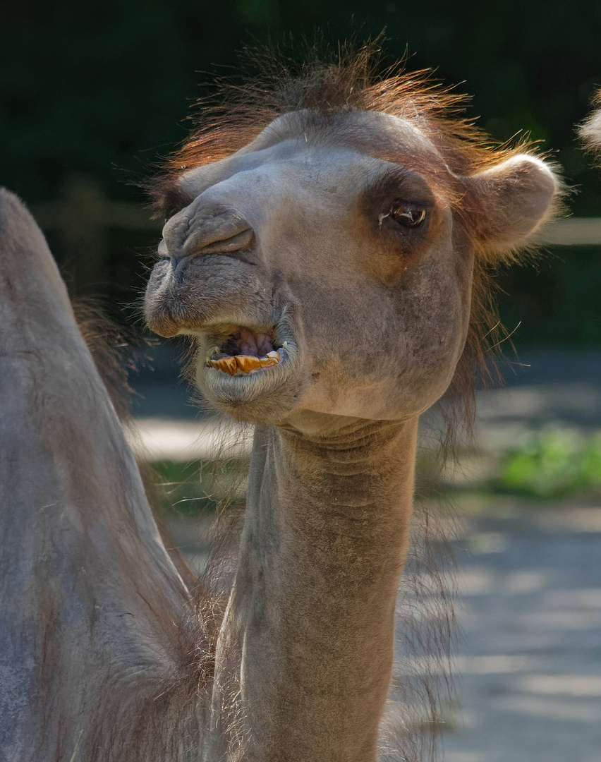 Hilfe !!!  Fotografen