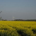 Hilfe für den Klimaschutz in Schleswig-Holstein...