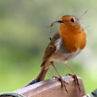 Hilfe für den Osterhasen