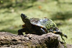 Hilfe für Wasserschildkröte