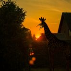 hilfe giraffe kam zurück, hat hunger gehabt ...