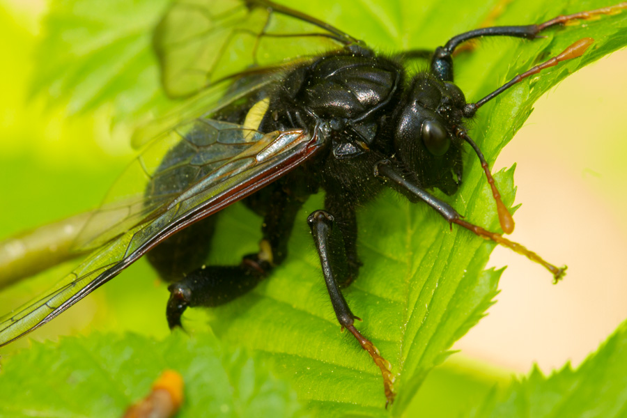 HILFE - Große schwarze Biene?