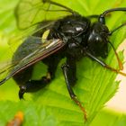 HILFE - Große schwarze Biene?