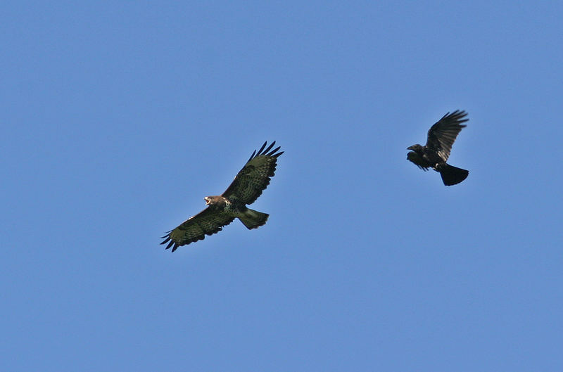 Hilfe Hilfe ein Rabe ärgert mich Foto & Bild | tiere, wildlife, wild ...