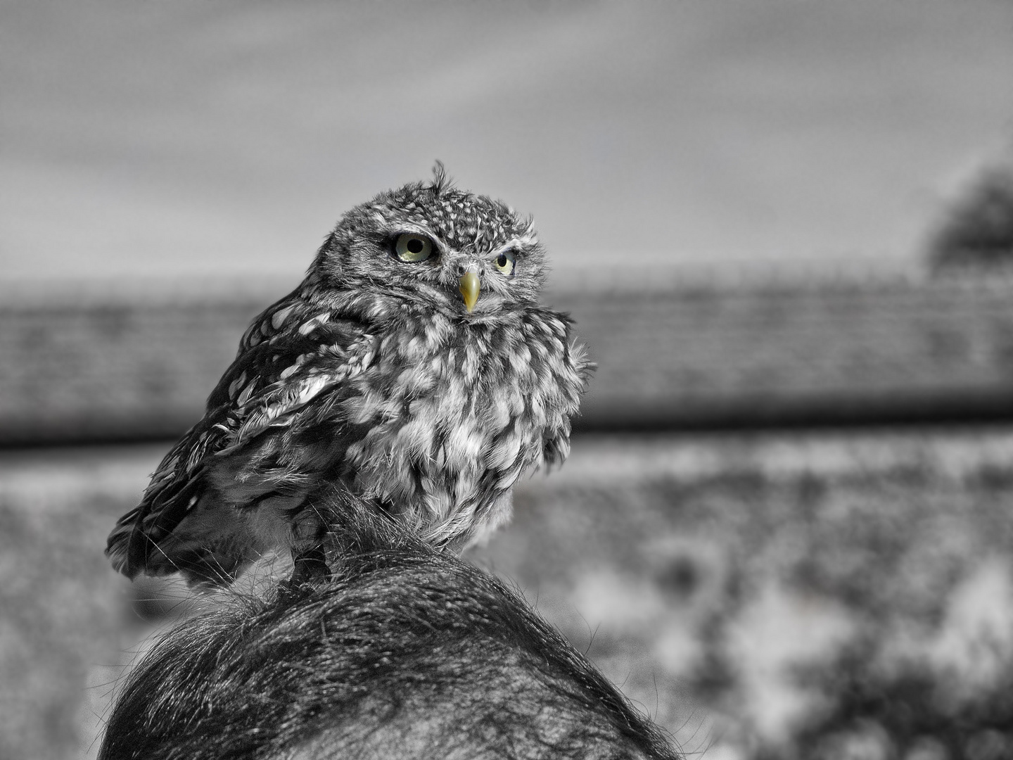 Hilfe! Ich hab`nen Vogel