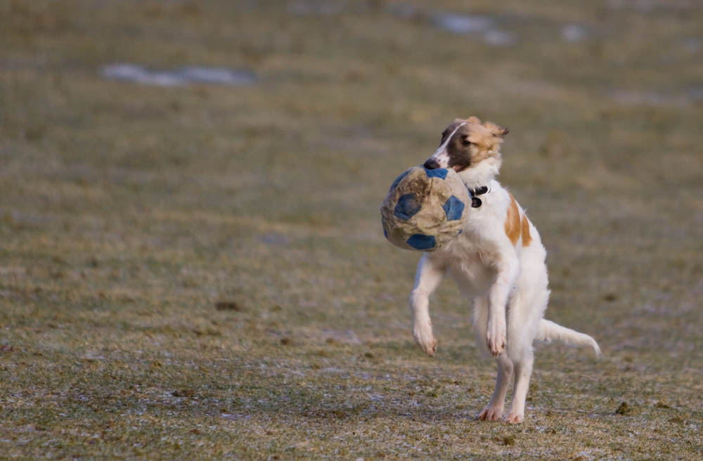 Hilfe mein Hund ist ein Kangaroo