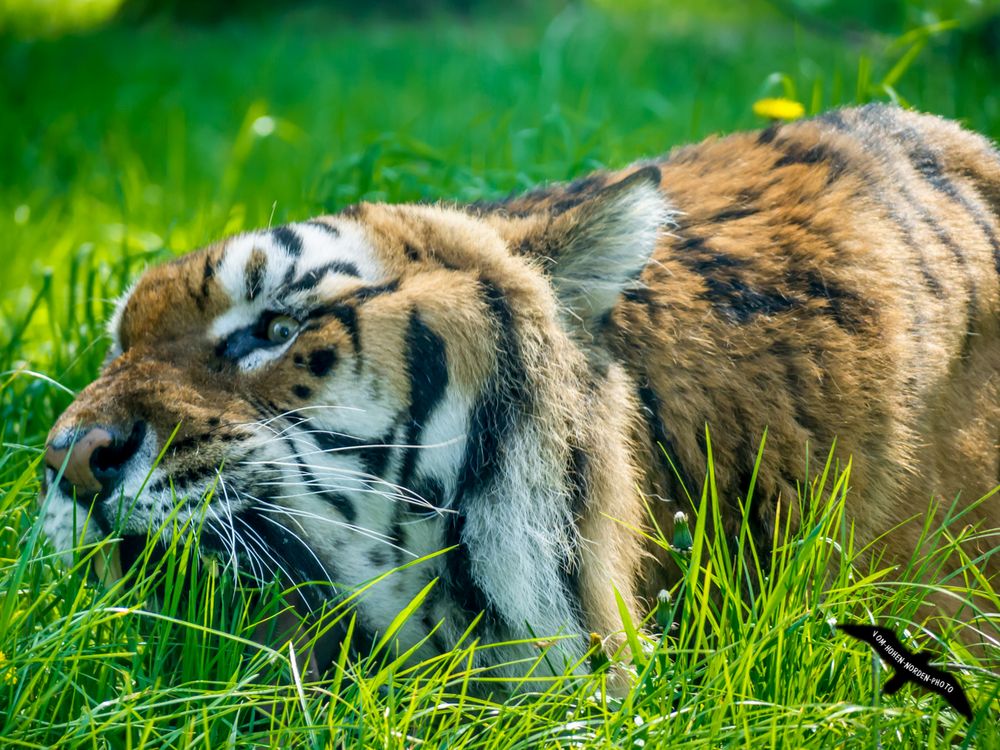 Hilfe, mein Tiger beißt ins Gras...