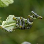 Hilfe, meine Johannisbeeren und Stachelbeeren sind bedroht