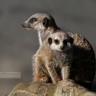 Hilfe! Meine Mutter ist ein Alien! - Zoo Heidelberg