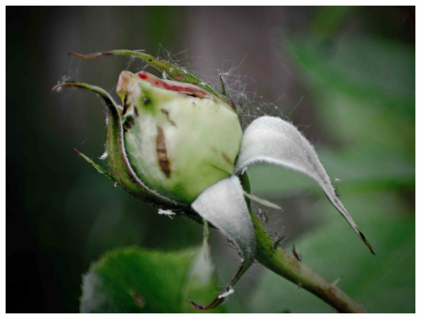 hilfe meine Rosen haben Viecher......................