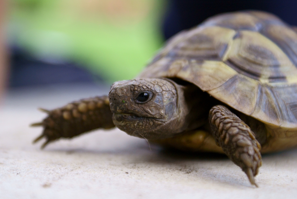 Hilfe, meine Schildkröte hat einen Panzer!