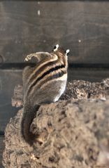 Hilfe mir zwicks im schwarzen Streifen... kann mal jemand kratzen?????