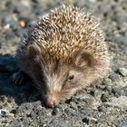 … hilfe - rettet mich - flehte der kleine Igel …