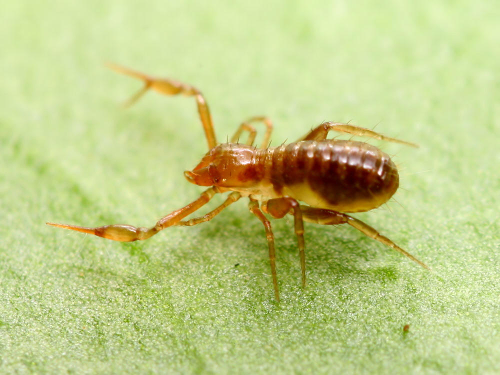 Hilfe Skorpion im Garten ! Foto & Bild | tiere, wildlife ...