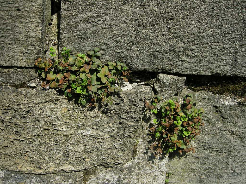 Hilfe! Sofort verputzen - das Sch...-Unkraut sprengt die Mauer!