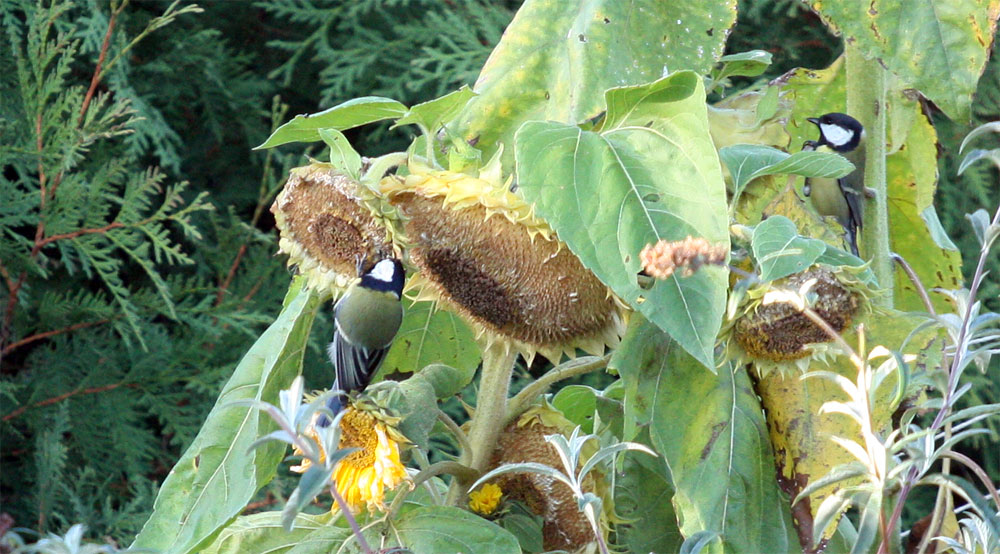 Hilfe, unsere Sonnenblumen werden geplündert ...